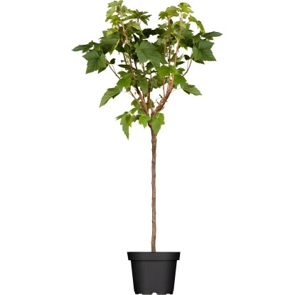GROW By OBI Bio Johannisbeere Schwarz Höhe Ca. 60 - 80 Cm Ribes Nigrum