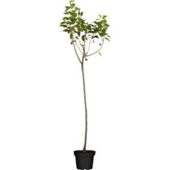 OBI Bio Johannisbeere Hochstamm Schwarz Ribes Nigrum