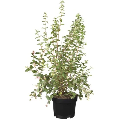 Schneebeere "Magical Mix" Topf-Ø Ca. 19 Cm Symphoricarpos 1 Schneebeere "Magical Mix" Topf-Ø Ca. 19 Cm Symphoricarpos