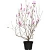 Niedrige Magnolie "Susan" Purpurot Höhe Ca. 80 - 100 Cm Topf Ca. 12 L Magnolia