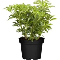 Schattenglöckchen "Passion" Rosa Höhe Ca. 30 - 40 Cm Topf Ca. 5 L Pieris