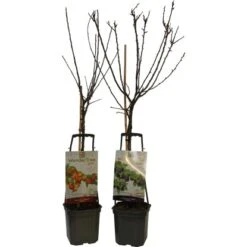 Wonder Tree Höhe Ca. 60 - 80 Cm Topf Ca. 7,5 L Verschiedene Obstbäume