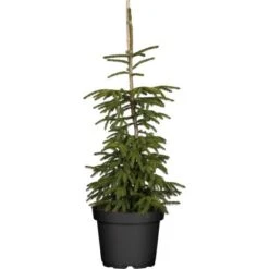 Orientalische Gold-Fichte "Aureospicata" Höhe Ca. 20 -25cm Topf Ca. 5 L