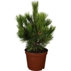 OBI Bosnische Kiefer "Malinki" Höhe Ca. 20 - 30 Cm Topf Ca. 4,6 L Pinus