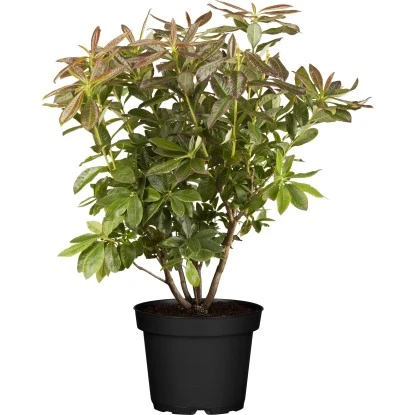 OBI Sommergrüne Azalee "Rosata" Höhe Ca. 40 - 50 Cm Topf Ca. 5 L Rhododendron 1 OBI Sommergrüne Azalee "Rosata" Höhe Ca. 40 - 50 Cm Topf Ca. 5 L Rhododendron
