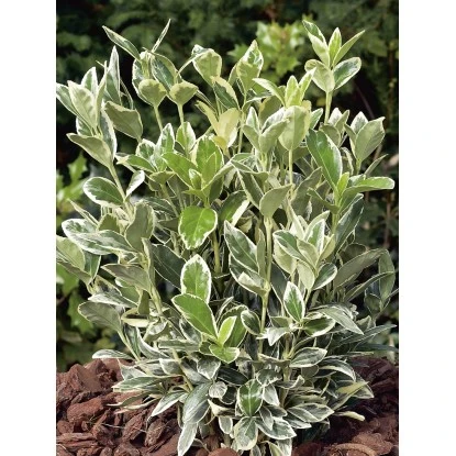 OBI Japanischer Spindelstrauch "Bravo" Höhe Ca. 90 Cm Topf Ca. 18 L Euonymus 1 OBI Japanischer Spindelstrauch "Bravo" Höhe Ca. 90 Cm Topf Ca. 18 L Euonymus