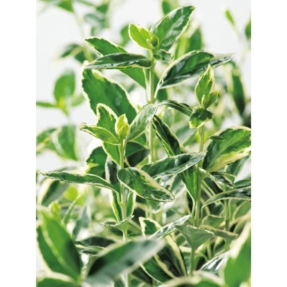 OBI Japanischer Spindelstrauch "Bravo" Höhe Ca. 90 Cm Topf Ca. 18 L Euonymus 2 OBI Japanischer Spindelstrauch "Bravo" Höhe Ca. 90 Cm Topf Ca. 18 L Euonymus – Bild 2
