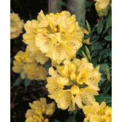 OBI Rhododendron "Goldkrone" Gelb Höhe Ca. 20 - 30 Cm Topf Ca. 4 L Rhododendron -Gardena Verkäufe Goldkrone Wardii hybrid 2