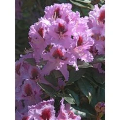 OBI Rhododendron-Hybride "Rasputin" Violett Höhe Ca. 20 - 30 Cm Topf Ca. 5 L -Gardena Verkäufe Hybride Rasputin Violett 1