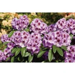 OBI Rhododendron-Hybride "Pfauenauge" Lila Höhe Ca. 20 - 30 Cm Topf Ca. 4 L