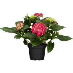 Bauernhortensie "Premium" Rot Topf Ca. 3 L Hydrangea