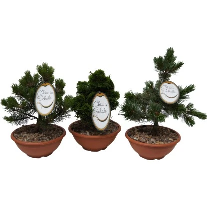 Edelgehölz "Chic In Schale" Höhe Ca. 30 - 40 Cm Topf Ca. 10 L 1 Edelgehölz "Chic In Schale" Höhe Ca. 30 - 40 Cm Topf Ca. 10 L