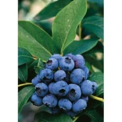 Heidelbeere "Hortiblue Petite" Höhe 40 - 60 Cm Topf-Ø 4,6 L Vaccinium -Gardena Verkäufe accinium corymbosum Dixi 1