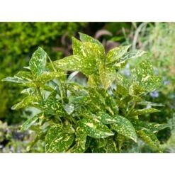 OBI Goldorange "Crotonifolia Gold" Höhe Ca. 40 Cm Topf Ca. 5 L Aucuba Japonica