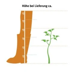 Gardena Verkäufe -Gardena Verkäufe beere schwarz topf 21 cm 2