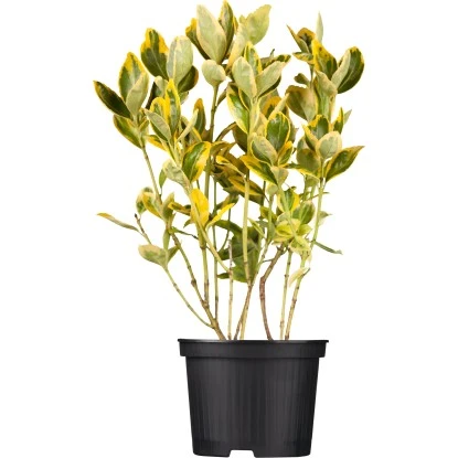 OBI Japanischer Spindelstrauch "Aureomarginatus" Höhe Ca. 40-60 Cm Topf Ca. 6 L 1 OBI Japanischer Spindelstrauch "Aureomarginatus" Höhe Ca. 40-60 Cm Topf Ca. 6 L