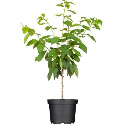 OBI Süßkirsche "Große Schwarze Knorpelkirsche" Höhe Ca.120-140 Cm Topf Ca.7 L 1 OBI Süßkirsche "Große Schwarze Knorpelkirsche" Höhe Ca.120-140 Cm Topf Ca.7 L