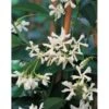 GROW By OBI Sternjasmin Höhe Ca. 90 Cm Topf Ca. 18 L Rhyncospermum Jasminoides