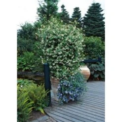 GROW By OBI Sternjasmin Höhe Ca. 90 Cm Topf Ca. 18 L Rhyncospermum Jasminoides -Gardena Verkäufe chelospermum jasminoides 3