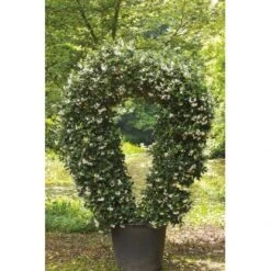 GROW By OBI Sternjasmin Höhe Ca. 90 Cm Topf Ca. 18 L Rhyncospermum Jasminoides -Gardena Verkäufe chelospermum jasminoides 4