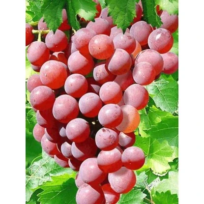 Weinrebe "Piroschka" Rosé Topf Ca. 3 L Vitis 2 Weinrebe "Piroschka" Rosé Topf Ca. 3 L Vitis – Bild 2