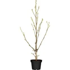 OBI Magnolie "Satisfaction" Höhe Ca. 60 - 80 Cm Topf Ca. 7,5 L Magnolia