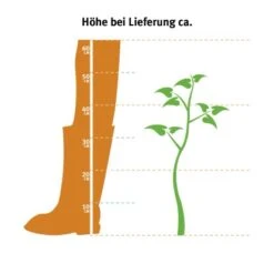 Garten-Flieder Exklusiv Lila Höhe Ca. 60 - 80 Cm Topf Ca. 7,5 L Syringa -Gardena Verkäufe cm topf ca. 35 l syringa 2