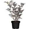Schwarzer Holunder "Black Lace" Weiß Höhe Ca. 20 - 30 Cm Topf Ca. 3 L Sambucus