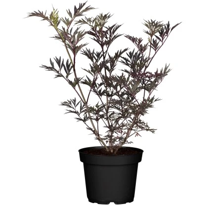 Schwarzer Holunder "Black Lace" Weiß Höhe Ca. 20 - 30 Cm Topf Ca. 3 L Sambucus 1 Schwarzer Holunder "Black Lace" Weiß Höhe Ca. 20 - 30 Cm Topf Ca. 3 L Sambucus