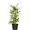 GROW By OBI Bio Kiwi "Issai" Selbstfruchtend Topf Ca. 2 L Actinidia