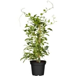 GROW By OBI Bio Kiwi "Issai" Selbstfruchtend Topf Ca. 2 L Actinidia