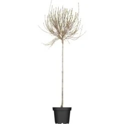 OBI Afghanischer Flieder Lila Höhe Ca. 50 - 60 Cm Topf Ca. 3,5 L Syringa