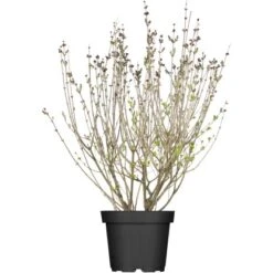 OBI Meyers Flieder "Palibin" Lila Höhe Ca. 50 - 60 Cm Topf Ca. 3,5 L Syringa