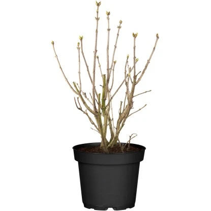 OBI Edelflieder "Lavender Lady" Lila Höhe Ca. 50 - 60 Cm Topf Ca. 3,5 L Syringa 1 OBI Edelflieder "Lavender Lady" Lila Höhe Ca. 50 - 60 Cm Topf Ca. 3,5 L Syringa