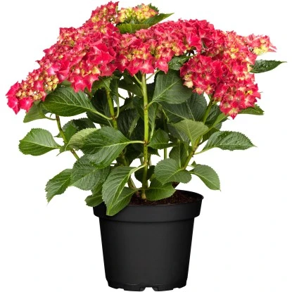 Bauernhortensie Rot Höhe Ca. 40 - 50 Cm Topf Ca. 5 L Hydrangea 1 Bauernhortensie Rot Höhe Ca. 40 - 50 Cm Topf Ca. 5 L Hydrangea