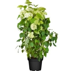 OBI Ballhortensie "Annabelle" Weiß Höhe Ca. 60 - 80 Cm Topf Ca. 10 L Hydrangea