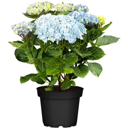 Ballhortensie "Magical Coral" Blau Höhe Ca. 30 - 40 Cm Topf Ca. 5 L Hydrangea 2 Ballhortensie "Magical Coral" Blau Höhe Ca. 30 - 40 Cm Topf Ca. 5 L Hydrangea – Bild 2