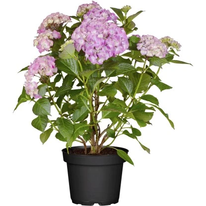 Ballhortensie "Magical Coral" Blau Höhe Ca. 30 - 40 Cm Topf Ca. 5 L Hydrangea 1 Ballhortensie "Magical Coral" Blau Höhe Ca. 30 - 40 Cm Topf Ca. 5 L Hydrangea