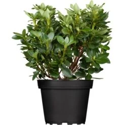 OBI Rhododendron "Goldkrone" Gelb Höhe Ca. 20 - 30 Cm Topf Ca. 4 L Rhododendron -Gardena Verkäufe e 1020cm 4l rhododendron 1