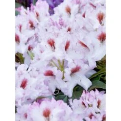 OBI Rhododendron-Hybride "Graffito" Höhe Ca. 20-30 Cm Topf Ca.4 L Rhododendron