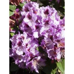 OBI Rhododendron-Hybride "Pfauenauge" Lila Höhe Ca. 20 - 30 Cm Topf Ca. 4 L 5 OBI Rhododendron-Hybride "Pfauenauge" Lila Höhe Ca. 20 - 30 Cm Topf Ca. 4 L -Gardena Verkäufe e 2030cm 4l rhododendron 1