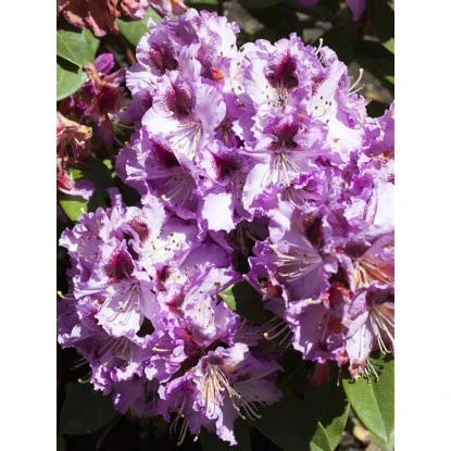 OBI Rhododendron-Hybride "Pfauenauge" Lila Höhe Ca. 20 - 30 Cm Topf Ca. 4 L 3 OBI Rhododendron-Hybride "Pfauenauge" Lila Höhe Ca. 20 - 30 Cm Topf Ca. 4 L – Bild 3