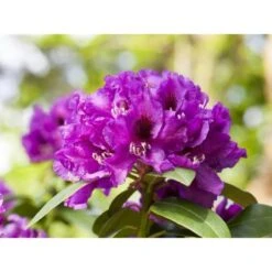 OBI Rhododendron-Hybride "Rasputin" Violett Höhe Ca. 20 - 30 Cm Topf Ca. 5 L -Gardena Verkäufe e 2030cm 5l rhododendron 1 1