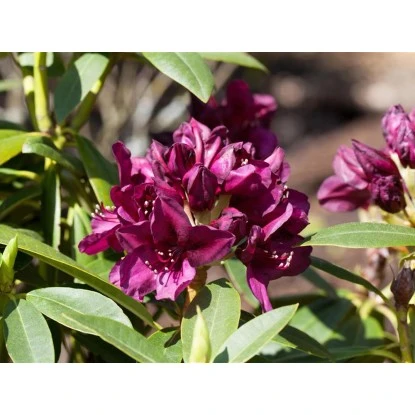 OBI Rhododendron-Hybride "Polarnacht" Schwarzviolett Höhe Ca. 20-30cm Topf Ca.5l 4 OBI Rhododendron-Hybride "Polarnacht" Schwarzviolett Höhe Ca. 20-30cm Topf Ca.5l – Bild 4