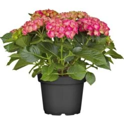 Gardena Verkäufe -Gardena Verkäufe e topf ca 15 l hydrangea 2