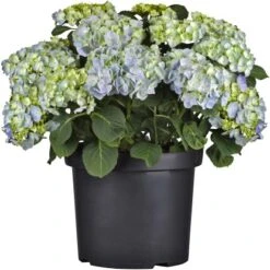 Bauernhortensie Topf Ca. 15 L Hydrangea 5 Bauernhortensie Topf Ca. 15 L Hydrangea -Gardena Verkäufe e topf ca 15 l hydrangea 3