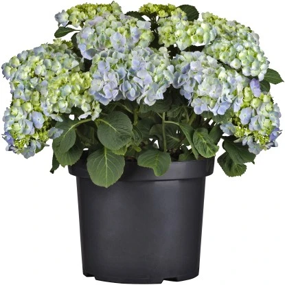 Bauernhortensie Topf Ca. 15 L Hydrangea 3 Bauernhortensie Topf Ca. 15 L Hydrangea – Bild 3