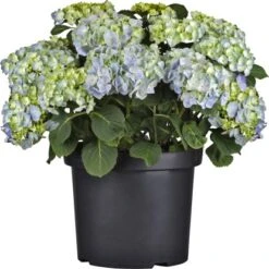 Bauernhortensie Topf Ca. 7,5 L Hydrangea -Gardena Verkäufe e topf ca 75 l hydrangea 3