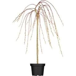 OBI Hängende Kätzchenweide "Pendula" Gelb Höhe Ca.100-120 Cm Topf Ca.7,5 L Salix