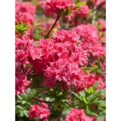 OBI Sommergrüne Azalee "Homebush" Pink Höhe Ca. 20 - 30 Cm Topf Ca. 5 L Azalea -Gardena Verkäufe ergrne Azalee Homebush 1 1
